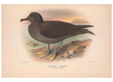 Reproducción/Reproduction 48683962218: The Birds of Australia. London :Witherby & Co.,1910-1927.. 