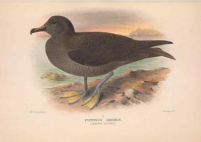Reproducción/Reproduction 48683962218: The Birds of Australia. London :Witherby & Co.,1910-1927.. 