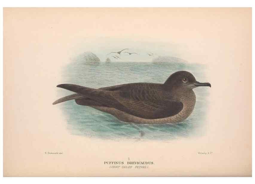 Reproducción/Reproduction 48684300721: The Birds of Australia. London :Witherby & Co.,1910-1927.. 
