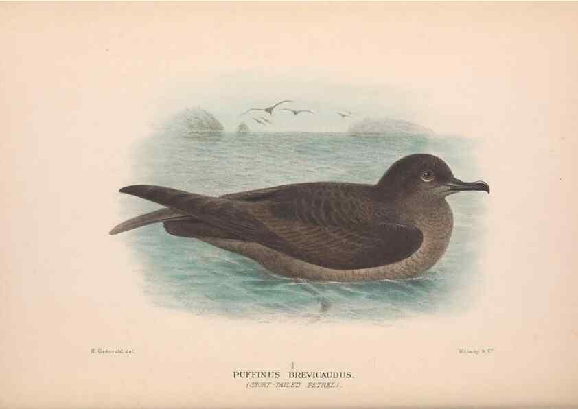 Reproducción/Reproduction 48684300721: The Birds of Australia. London :Witherby & Co.,1910-1927.. 