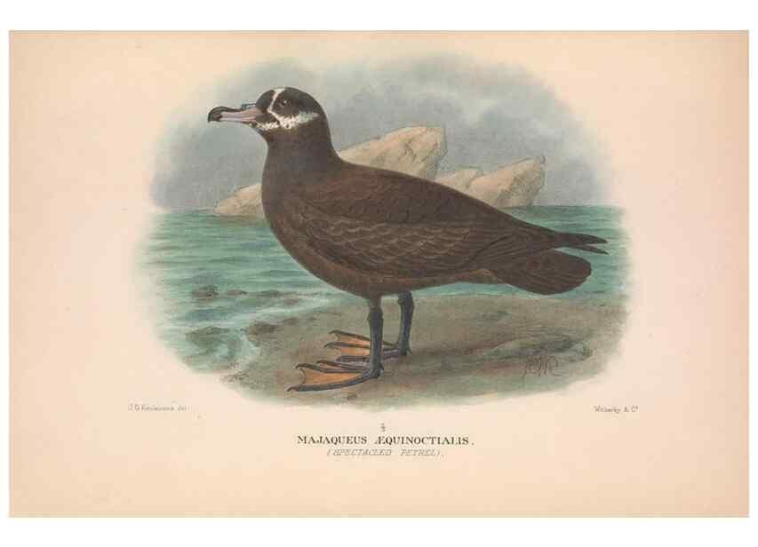 Reproducción/Reproduction 48683962863: The Birds of Australia. London :Witherby & Co.,1910-1927.. 