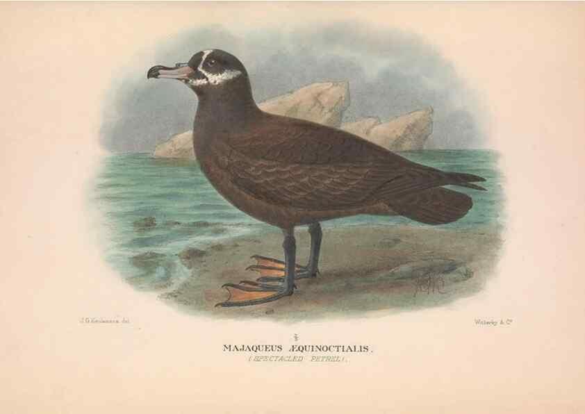 Reproducción/Reproduction 48683962863: The Birds of Australia. London :Witherby & Co.,1910-1927.. 