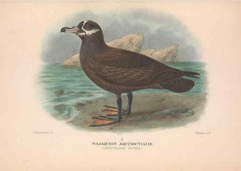 Reproducción/Reproduction 48683962863: The Birds of Australia. London :Witherby & Co.,1910-1927.. 