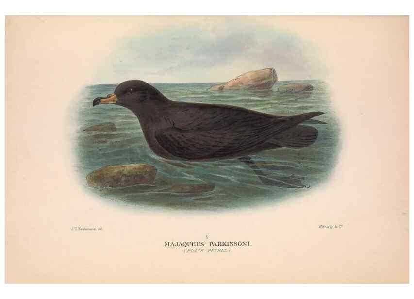 Reproducción/Reproduction 48684476902: The Birds of Australia. London :Witherby & Co.,1910-1927.. 