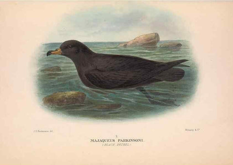Reproducción/Reproduction 48684476902: The Birds of Australia. London :Witherby & Co.,1910-1927.. 