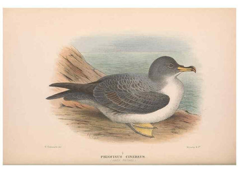 Reproducción/Reproduction 48684477217: The Birds of Australia. London :Witherby & Co.,1910-1927.. 