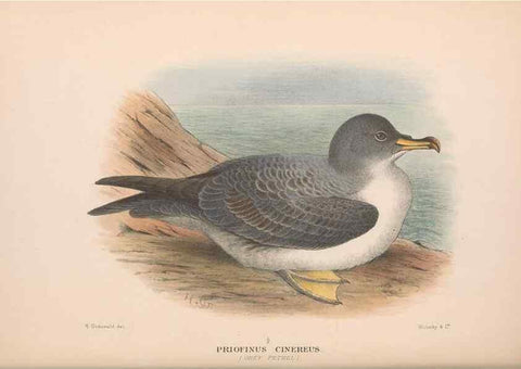Reproducción/Reproduction 48684477217: The Birds of Australia. London :Witherby & Co.,1910-1927.. 