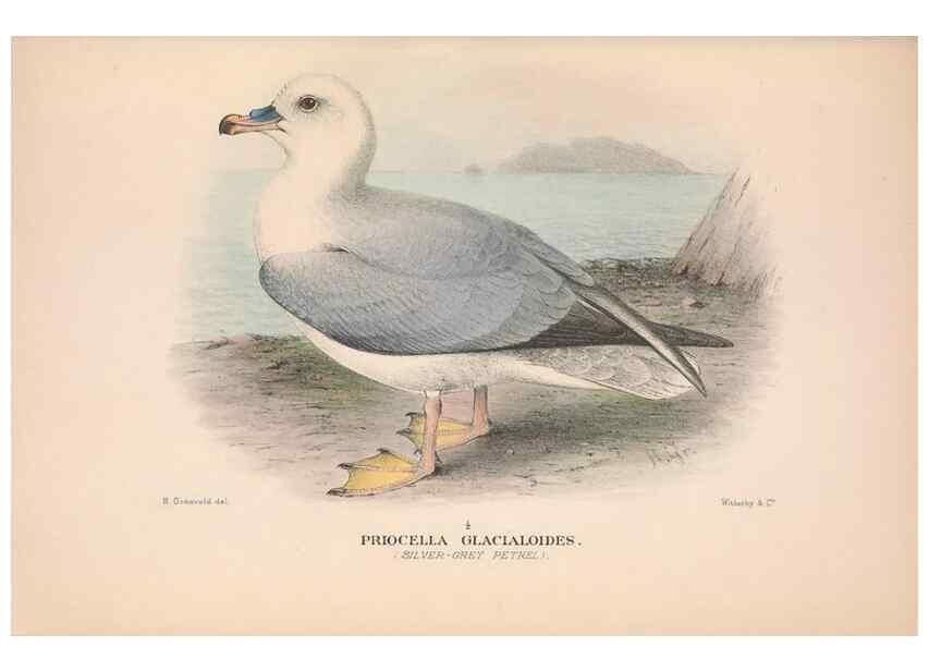 Reproducción/Reproduction 48684477527: The Birds of Australia. London :Witherby & Co.,1910-1927.. 