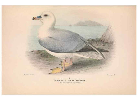 Reproducción/Reproduction 48684477527: The Birds of Australia. London :Witherby & Co.,1910-1927.. 