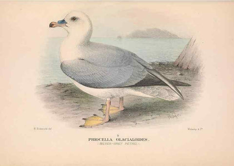 Reproducción/Reproduction 48684477527: The Birds of Australia. London :Witherby & Co.,1910-1927.. 
