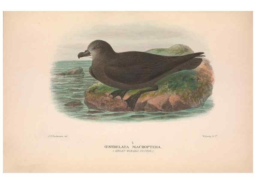 Reproducción/Reproduction 48684302151: The Birds of Australia. London :Witherby & Co.,1910-1927.. 