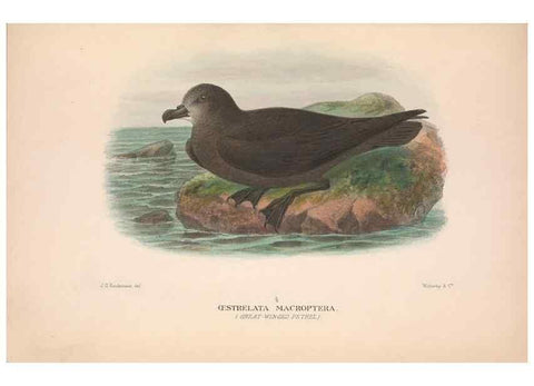 Reproducción/Reproduction 48684302151: The Birds of Australia. London :Witherby & Co.,1910-1927.. 