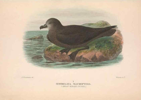 Reproducción/Reproduction 48684302151: The Birds of Australia. London :Witherby & Co.,1910-1927.. 
