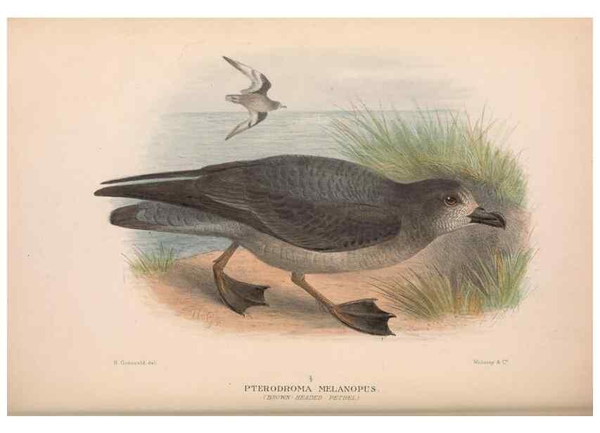 Reproducción/Reproduction 48684302461: The Birds of Australia. London :Witherby & Co.,1910-1927.. 