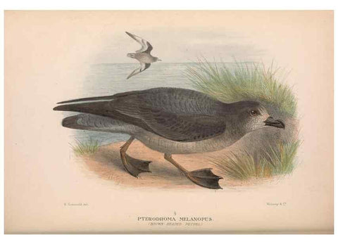 Reproducción/Reproduction 48684302461: The Birds of Australia. London :Witherby & Co.,1910-1927.. 