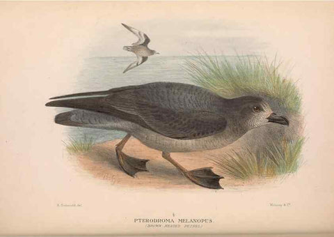 Reproducción/Reproduction 48684302461: The Birds of Australia. London :Witherby & Co.,1910-1927.. 