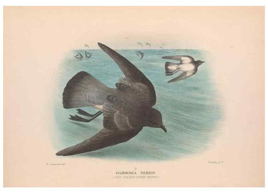 Reproducción/Reproduction 48684473217: The Birds of Australia. London :Witherby & Co.,1910-1927.. 