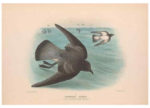 Reproducción/Reproduction 48684473217: The Birds of Australia. London :Witherby & Co.,1910-1927.. 