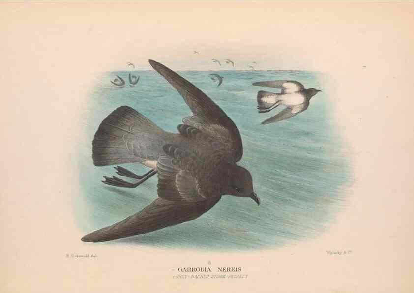 Reproducción/Reproduction 48684473217: The Birds of Australia. London :Witherby & Co.,1910-1927.. 