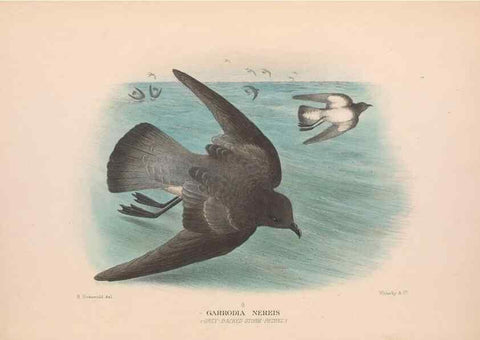 Reproducción/Reproduction 48684473217: The Birds of Australia. London :Witherby & Co.,1910-1927.. 