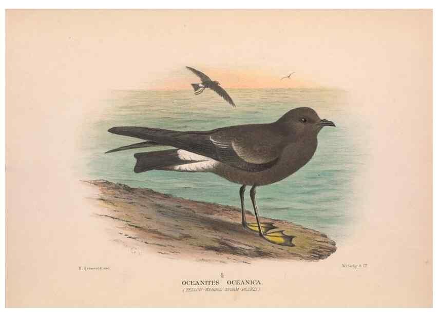 Reproducción/Reproduction 48684297121: The Birds of Australia. London :Witherby & Co.,1910-1927.. 