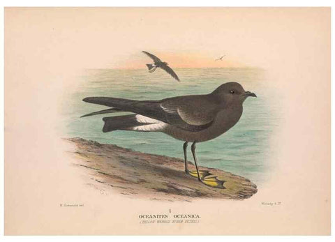 Reproducción/Reproduction 48684297121: The Birds of Australia. London :Witherby & Co.,1910-1927.. 