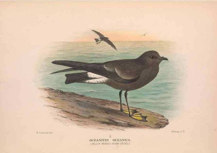 Reproducción/Reproduction 48684297121: The Birds of Australia. London :Witherby & Co.,1910-1927.. 