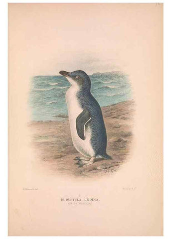Reproducción/Reproduction 48684393237: The Birds of Australia. London :Witherby & Co.,1910-1927.. 