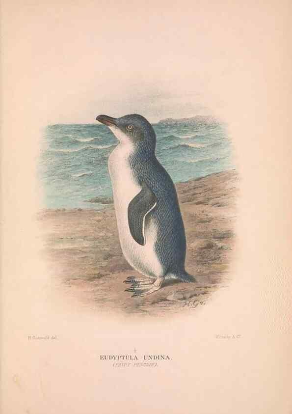 Reproducción/Reproduction 48684393237: The Birds of Australia. London :Witherby & Co.,1910-1927.. 