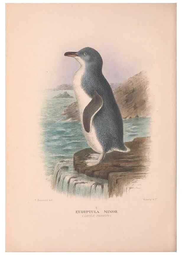 Reproducción/Reproduction 48683878953: The Birds of Australia. London :Witherby & Co.,1910-1927.. 