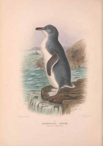 Reproducción/Reproduction 48683878953: The Birds of Australia. London :Witherby & Co.,1910-1927.. 