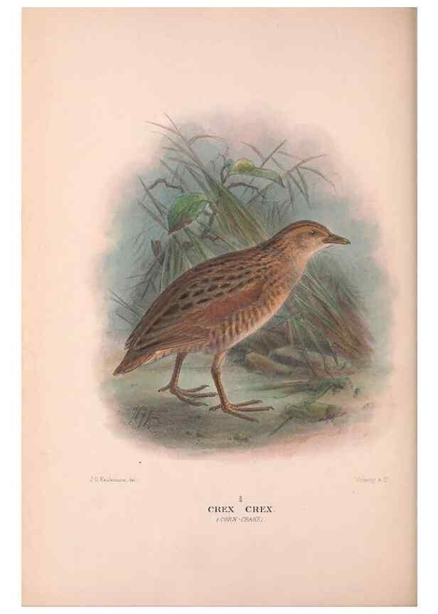 Reproducción/Reproduction 48684386122: The Birds of Australia. London :Witherby & Co.,1910-1927.. 