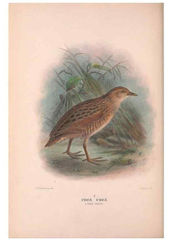 Reproducción/Reproduction 48684386122: The Birds of Australia. London :Witherby & Co.,1910-1927.. 