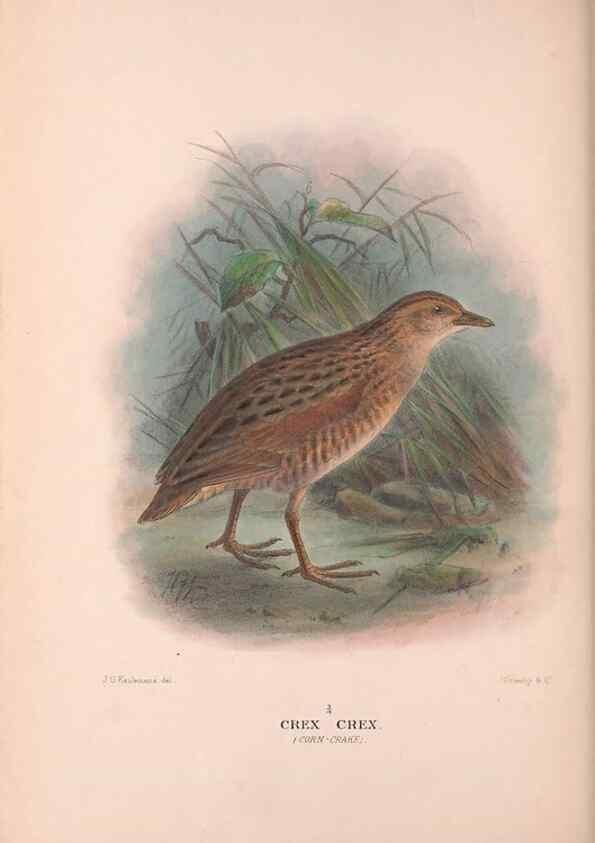 Reproducción/Reproduction 48684386122: The Birds of Australia. London :Witherby & Co.,1910-1927.. 