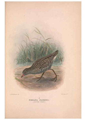 Reproducción/Reproduction 48684386442: The Birds of Australia. London :Witherby & Co.,1910-1927.. 