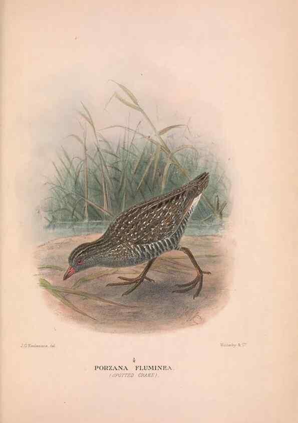 Reproducción/Reproduction 48684386442: The Birds of Australia. London :Witherby & Co.,1910-1927.. 
