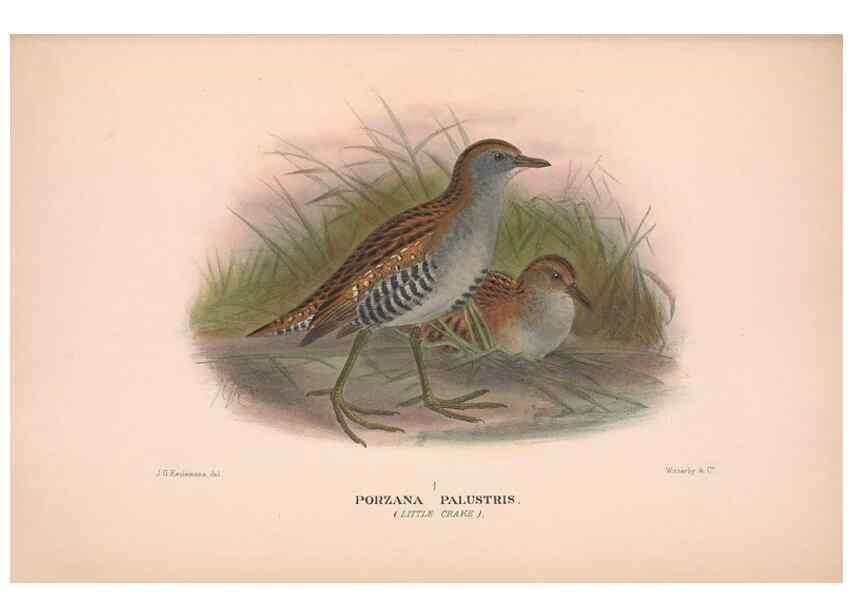 Reproducción/Reproduction 48683873023: The Birds of Australia. London :Witherby & Co.,1910-1927.. 