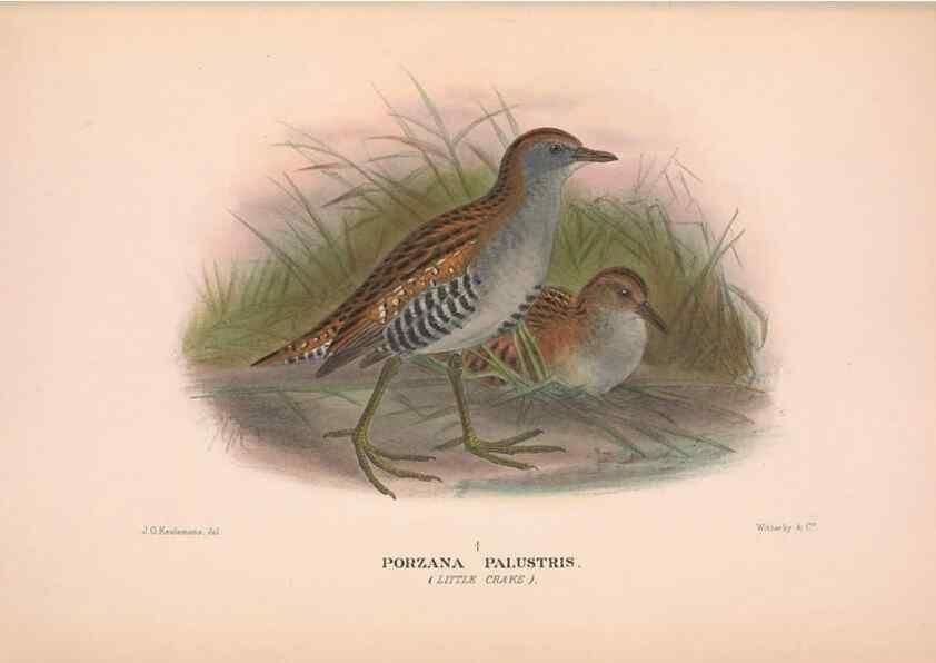 Reproducción/Reproduction 48683873023: The Birds of Australia. London :Witherby & Co.,1910-1927.. 