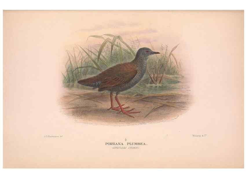 Reproducción/Reproduction 48684387117: The Birds of Australia. London :Witherby & Co.,1910-1927.. 