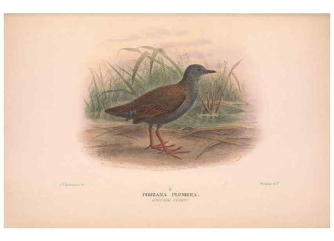 Reproducción/Reproduction 48684387117: The Birds of Australia. London :Witherby & Co.,1910-1927.. 