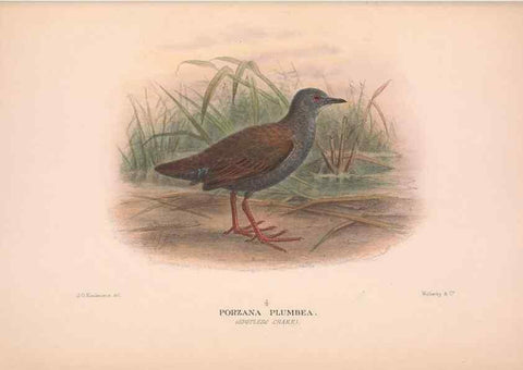 Reproducción/Reproduction 48684387117: The Birds of Australia. London :Witherby & Co.,1910-1927.. 