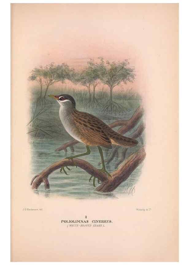 Reproducción/Reproduction 48683873673: The Birds of Australia. London :Witherby & Co.,1910-1927.. 