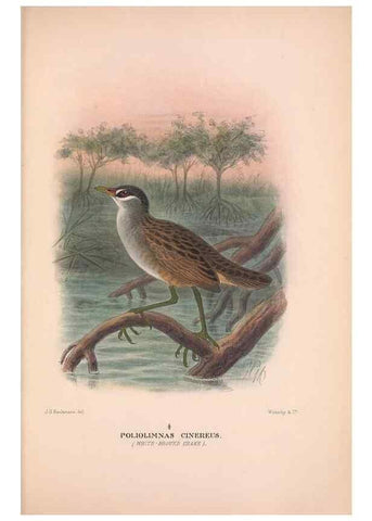 Reproducción/Reproduction 48683873673: The Birds of Australia. London :Witherby & Co.,1910-1927.. 