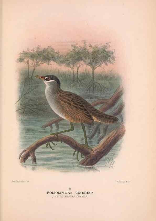 Reproducción/Reproduction 48683873673: The Birds of Australia. London :Witherby & Co.,1910-1927.. 