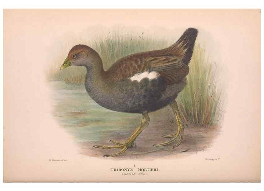 Reproducción/Reproduction 48683874008: The Birds of Australia. London :Witherby & Co.,1910-1927.. 