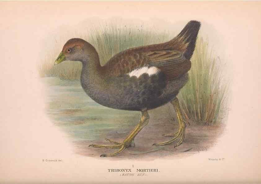 Reproducción/Reproduction 48683874008: The Birds of Australia. London :Witherby & Co.,1910-1927.. 