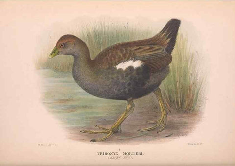 Reproducción/Reproduction 48683874008: The Birds of Australia. London :Witherby & Co.,1910-1927.. 