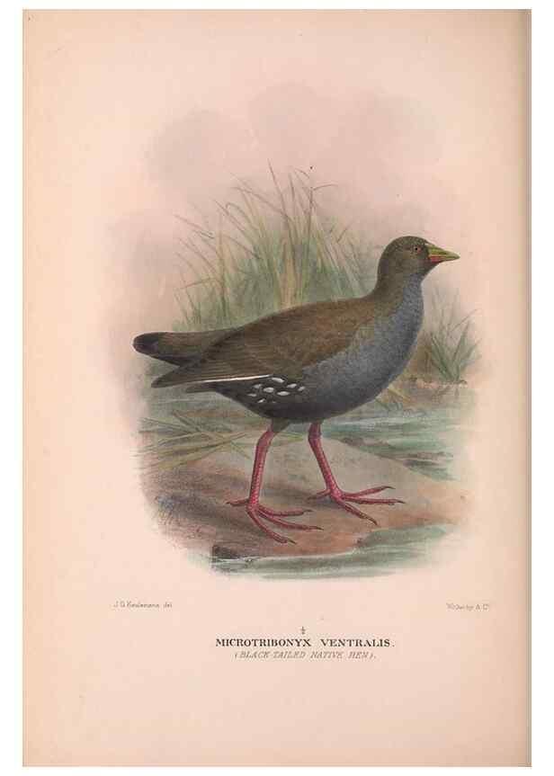 Reproducción/Reproduction 48684388337: The Birds of Australia. London :Witherby & Co.,1910-1927.. 