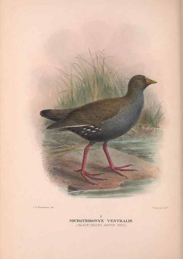 Reproducción/Reproduction 48684388337: The Birds of Australia. London :Witherby & Co.,1910-1927.. 