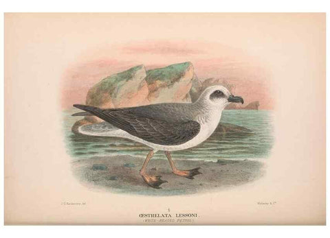 Reproducción/Reproduction 48684302826: The Birds of Australia. London :Witherby & Co.,1910-1927.. 